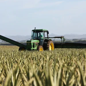 Safe Working in Agriculture and Production Horticulture